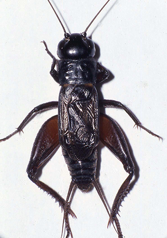 image of Gryllus vocalis