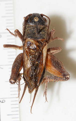 image of Gryllus lineaticeps