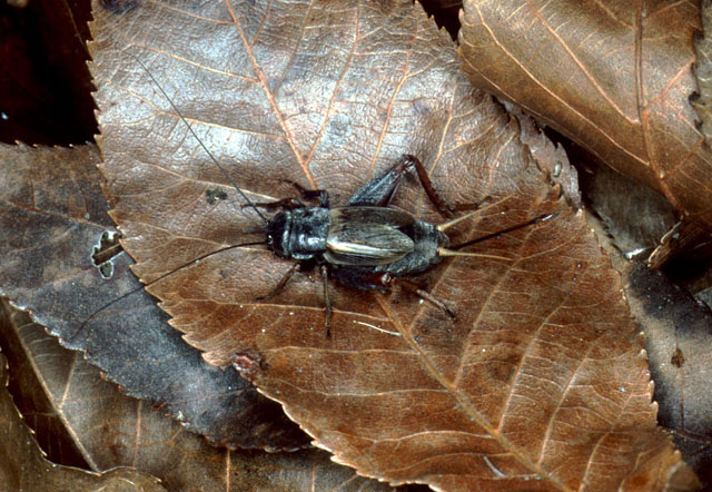 image of gryllus vernalis