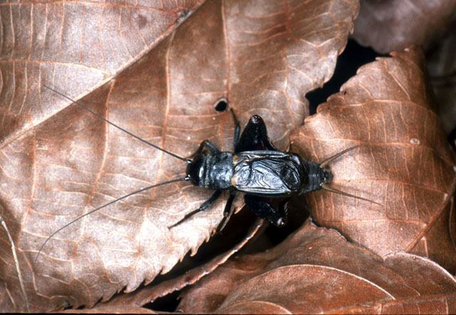 image of gryllus vernalis