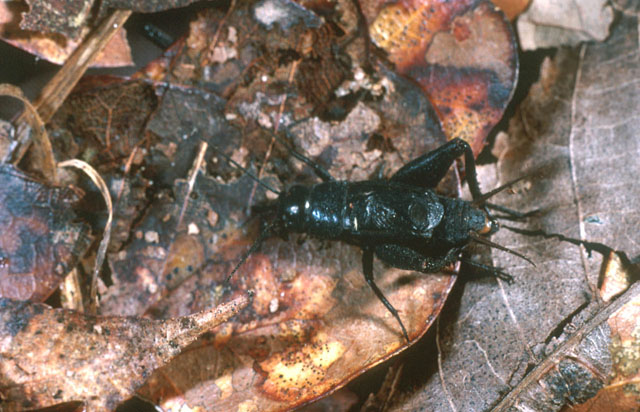 image of gryllus vernalis