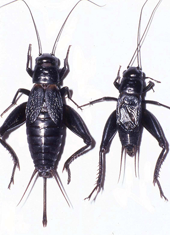 image of Gryllus vernalis