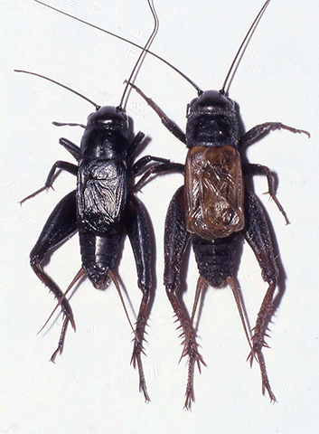 image of Gryllus vernalis