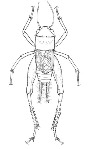 image of Gryllus cayensis