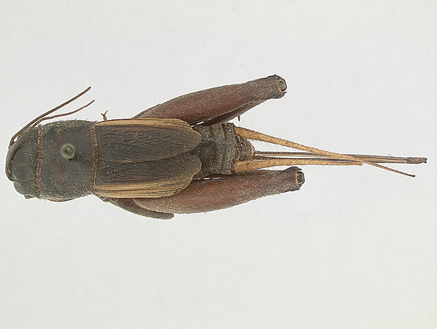 image of Gryllus cayensis