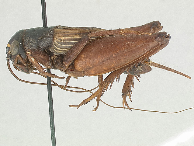 image of Gryllus cayensis