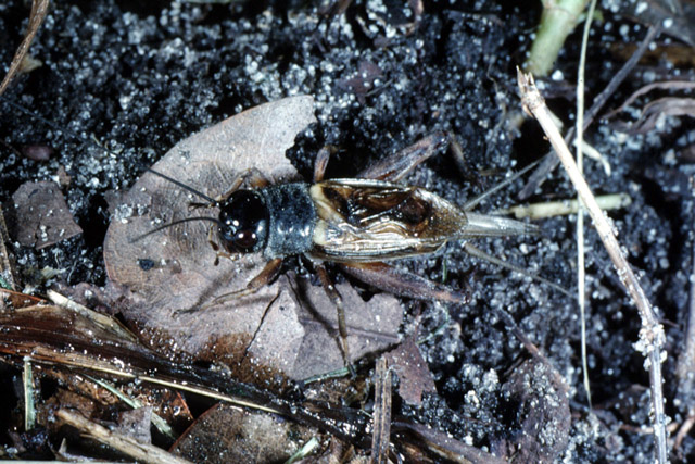 image of Gryllus texensis