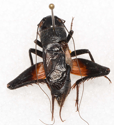 image of Gryllus pennsylvanicus