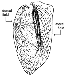 image of Gryllus rubens