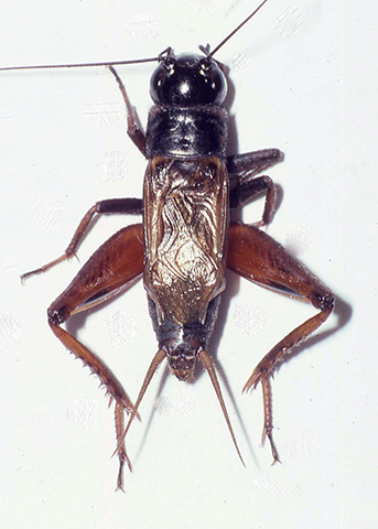 image of Gryllus rubens