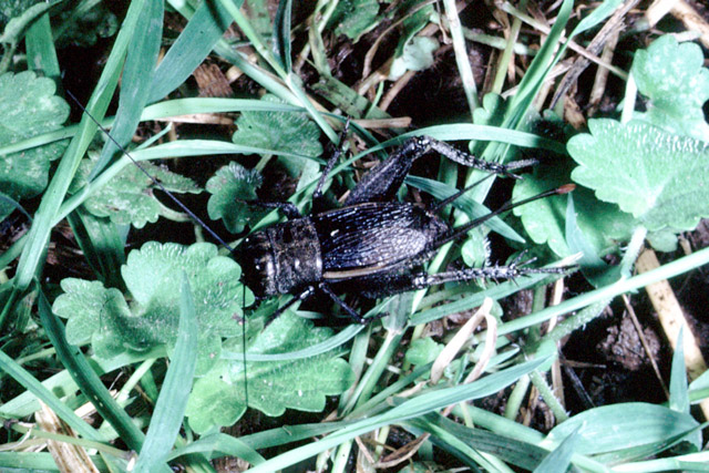 image of Gryllus pennsylvanicus