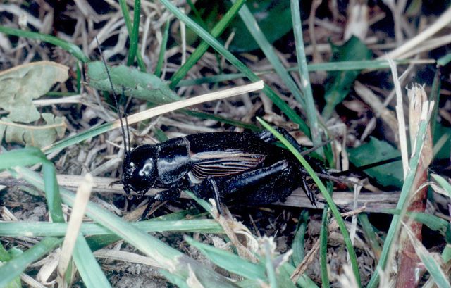 image of Gryllus pennsylvanicus