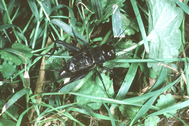 image of Gryllus pennsylvanicus