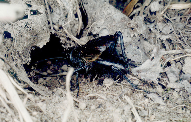 image of Gryllus pennsylvanicus