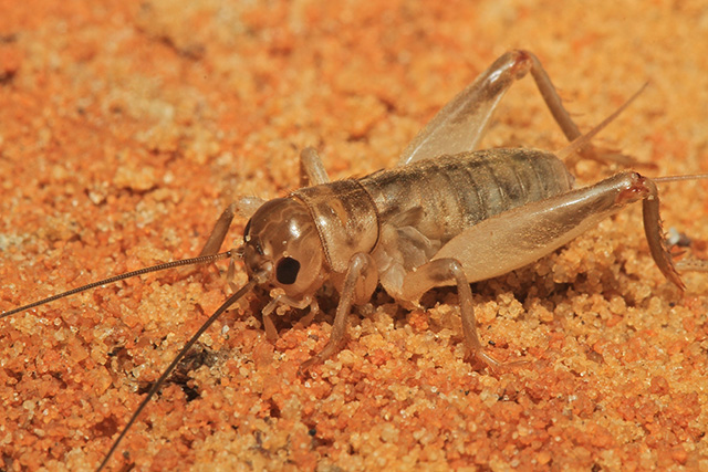 image of Anurogryllus arboreus