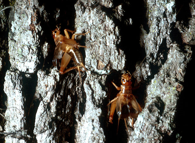 image of Anurogryllus arboreus