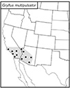 SINA map for Gryllus multipulsator