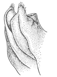 G. sigillatus male genitalia