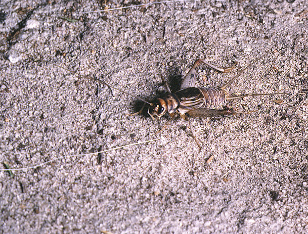 image of male G. sigillatus