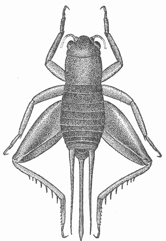 image of Gryllita arizonae