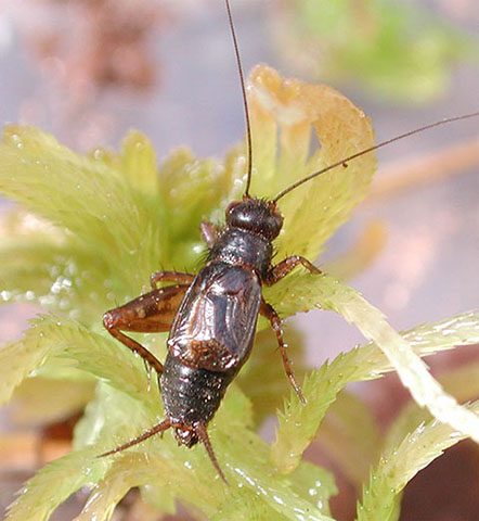 image of Neonemobius palustris