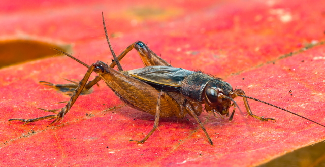 image of Allonemobius walkeri