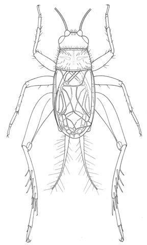 image of Eunemobius carolinus