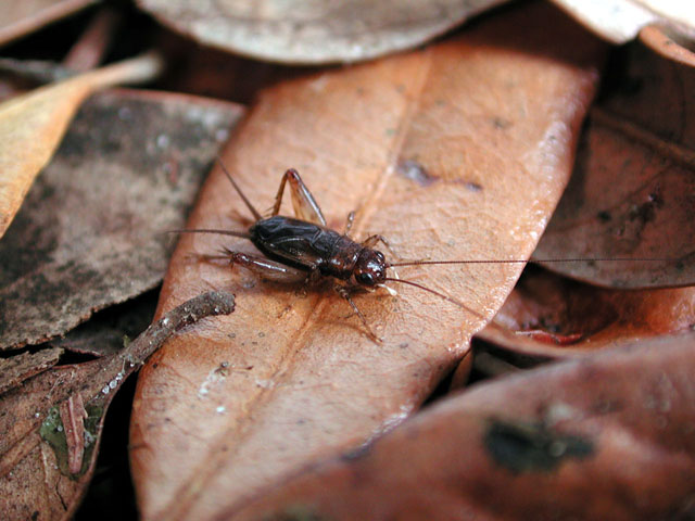 image of Eunemobius carolinus