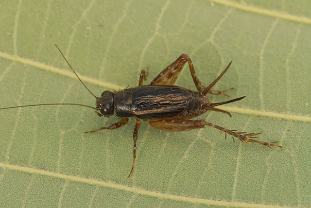 image of Neonemobius cubensis