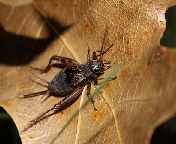 image of Allonemobius maculatus