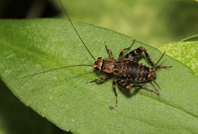 image of Allonemobius maculatus