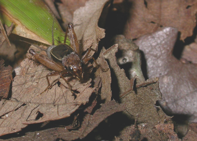 image of Allonemobius maculatus