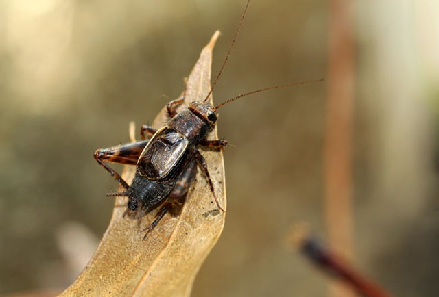 image of Allonemobius maculatus