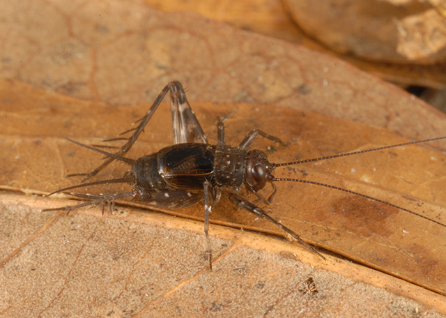 image of Hygronemobius alleni