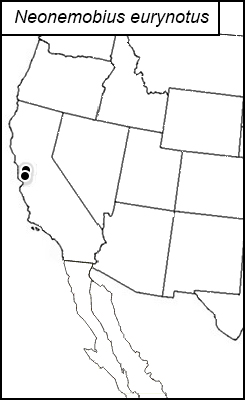 distribution map for Neonemobius eurynotus