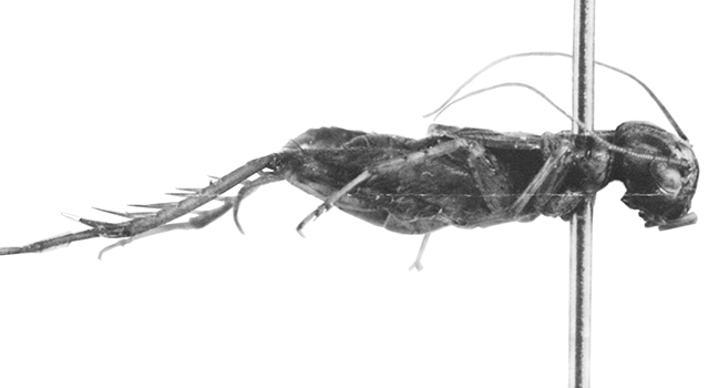 image of Neonemobius eurynotus