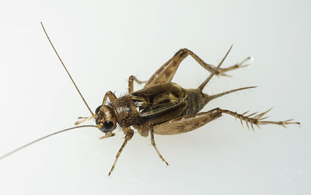 image of Neonemobius variegatus