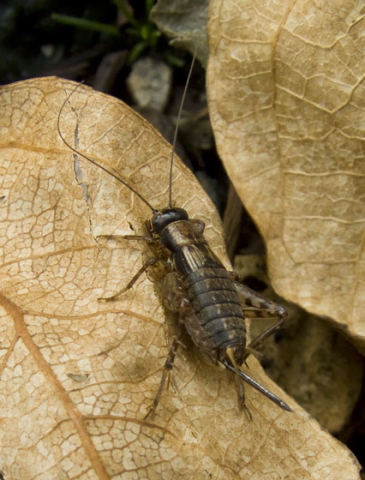 image of Nemobius sylvestris