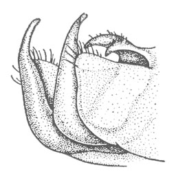 image of Velarifictorus micado