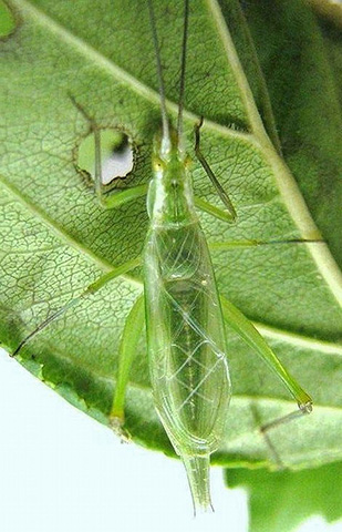 image of Oecanthus walkeri