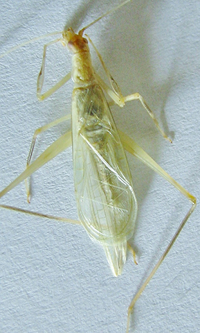 image of Oecanthus leptogrammus