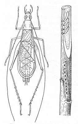 image of Oecanthus argentinus