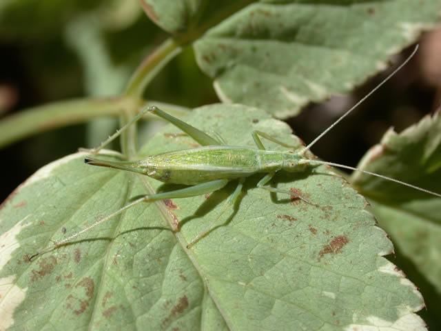 image of Oecanthus quadripunctatus