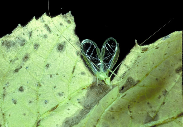 image of Oecanthus quadripunctatus