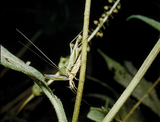 image of Oecanthus quadripunctatus