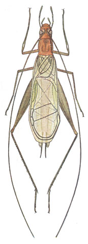 image of Oecanthus pini