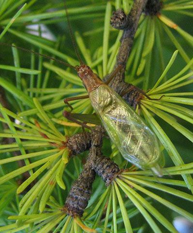 image of Oecanthus pini