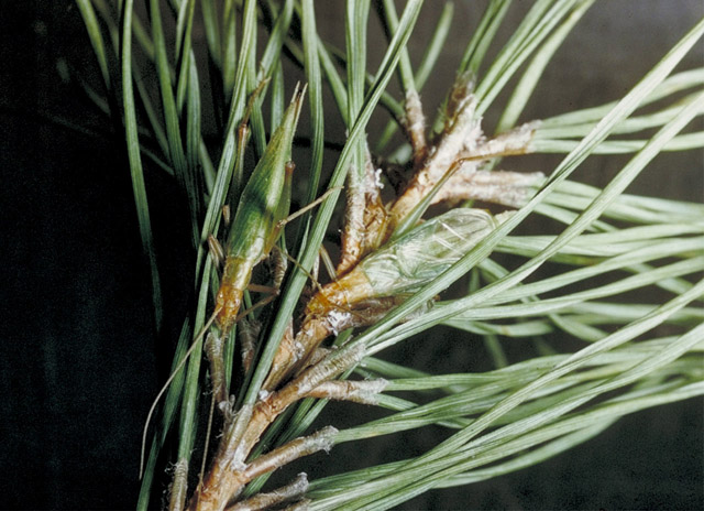 image of Oecanthus pini