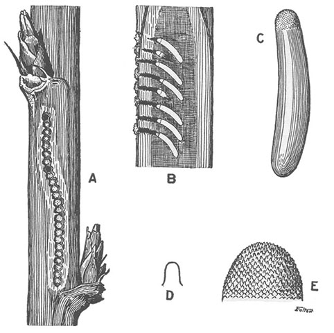 image of Oecanthus nigricornis