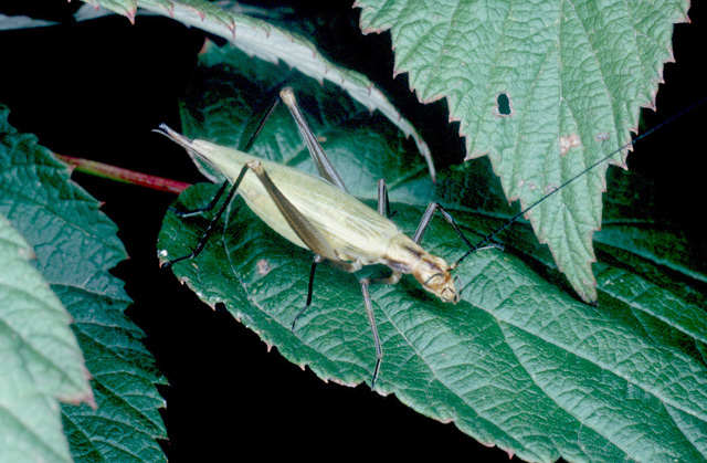 image of Oecanthus nigricornis